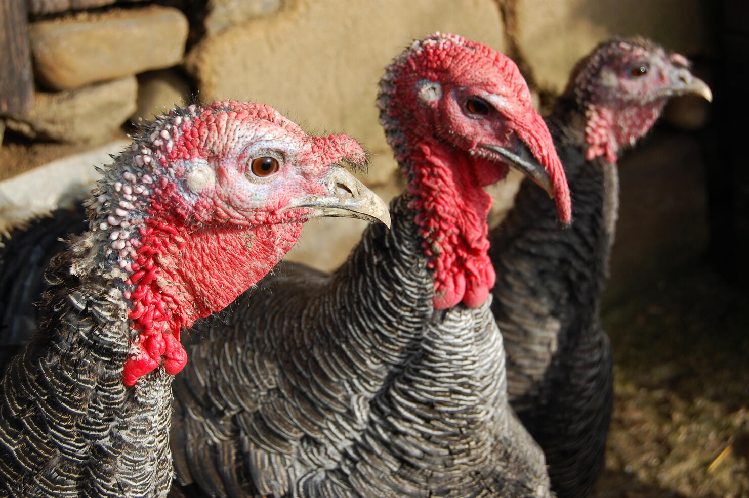 Wild Turkey