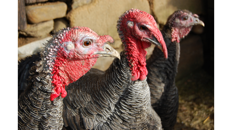 Wild Turkey