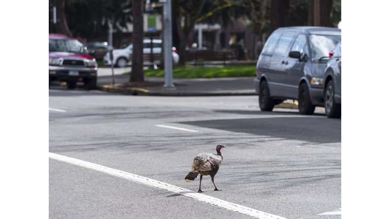 Wild Turkey in Street Downtown Eugene Oregon Meleagris gallopavo