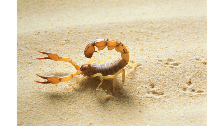 Yellow fat tail scorpion (Androctonus australis), close-up