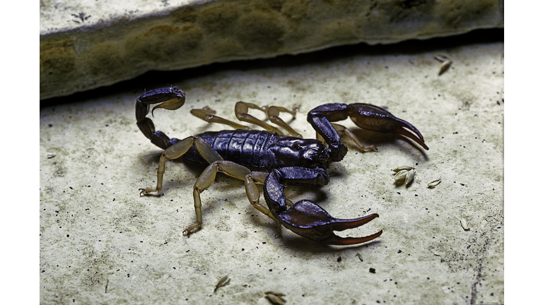 Euscorpius flavicaudis (European yellow-tailed scorpion)
