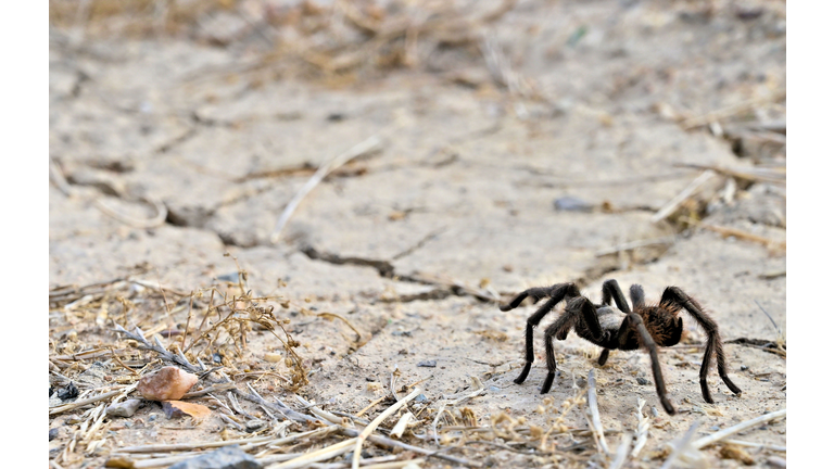 Close-Up Of Spider