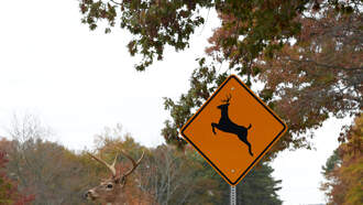 Del-DOT to Drivers: Be Alert for Deer