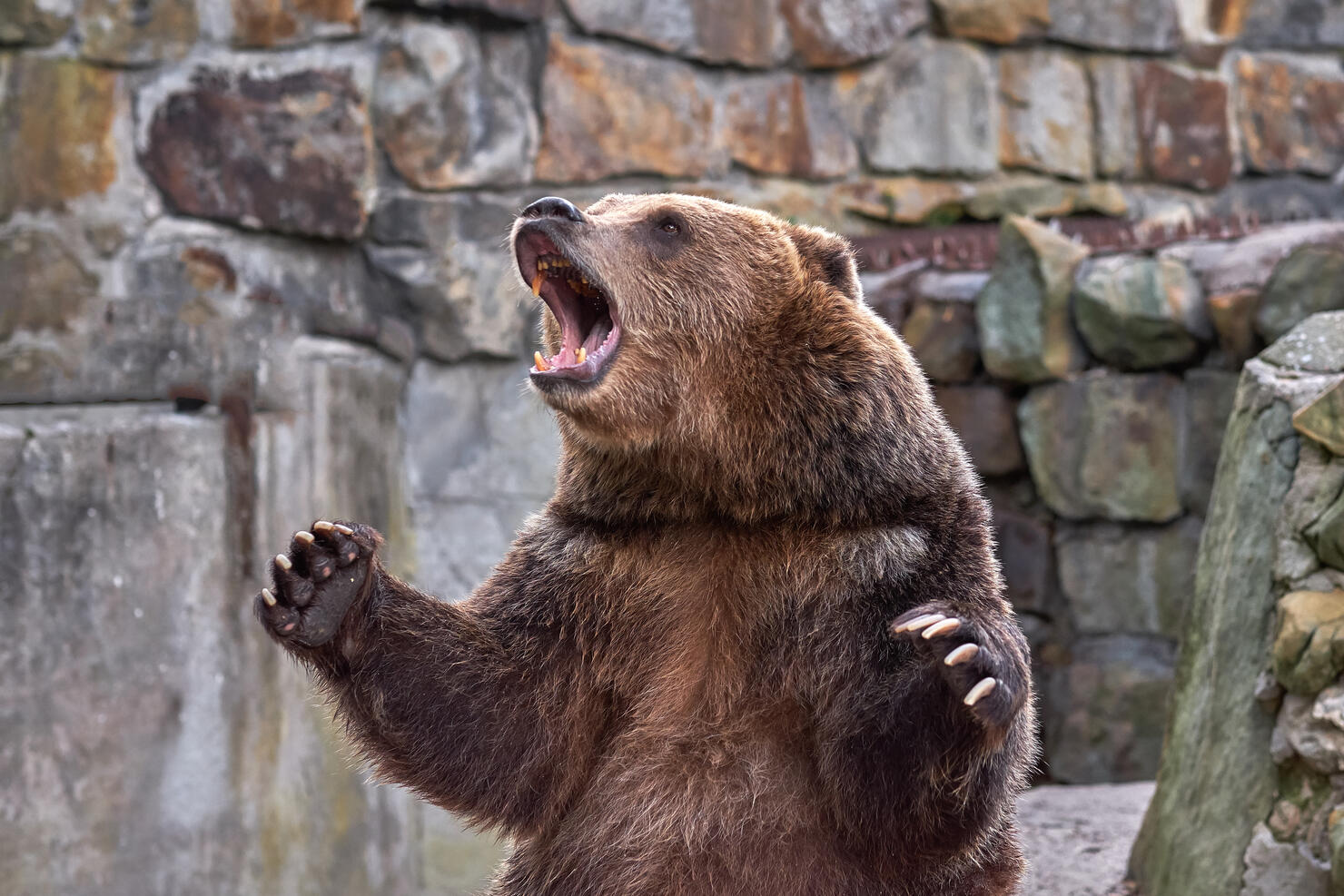 Brown bear (Ursus arctos). ZOO