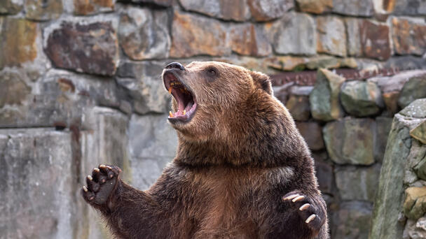 Grizzly Bear Attacks Students And Teachers Leaving 2 In Critical Condition