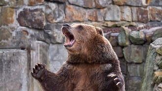 National News - Grizzly Bear Attacks Students And Teachers Leaving 2 In Critical Condition