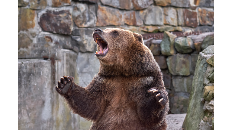 Brown bear (Ursus arctos). ZOO