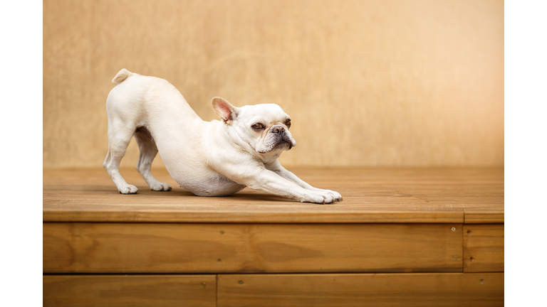 Sleepy dog french bulldog stretching