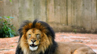 OMAHA ZOO NOMINATED 10 BEST