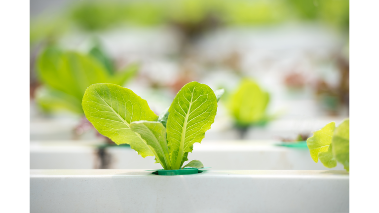 Organic nature hydroponics farm concept.Greenhouse farm farming organic vegetable.Nature vegetable garden with green leaf background.