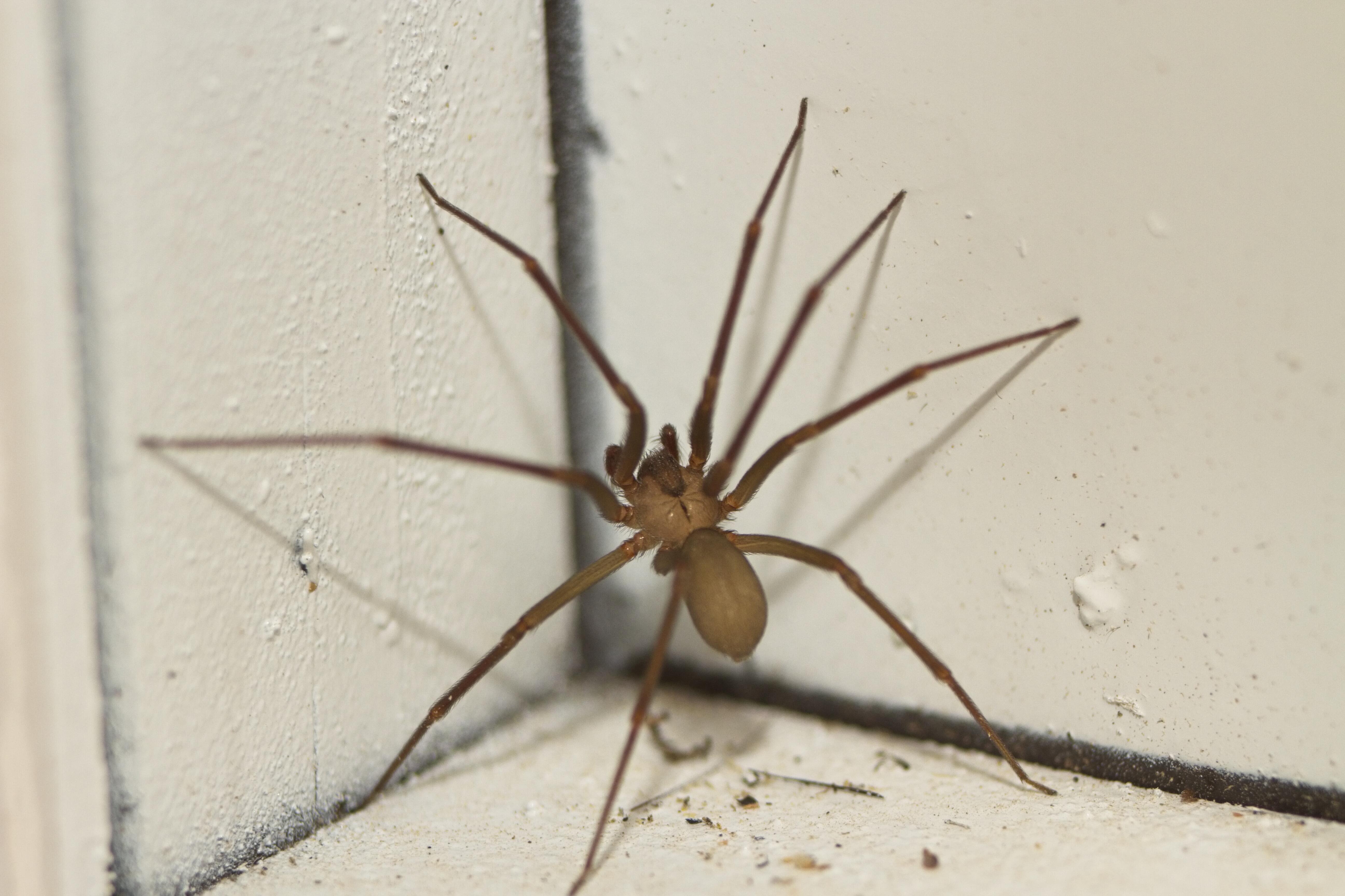 wisconsin-school-closes-after-spiders-bite-student-faculty-iheart