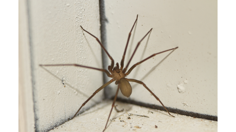 Brown Recluse Spider