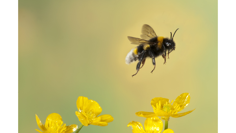 Bumble Bee, Bombus Hortorum, in flight, free flying over yellow buttercup flowers, high speed photographic technique, longest tongue of UK bees