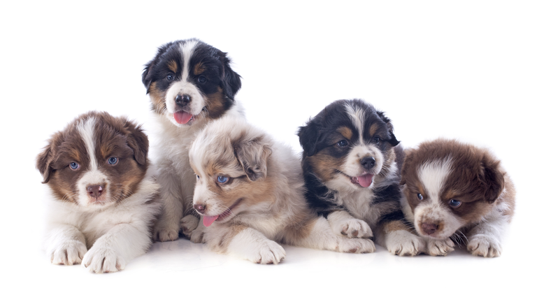 puppies australian shepherd