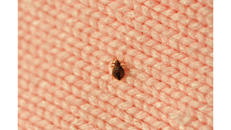 A single bed bug on a blanket fiber