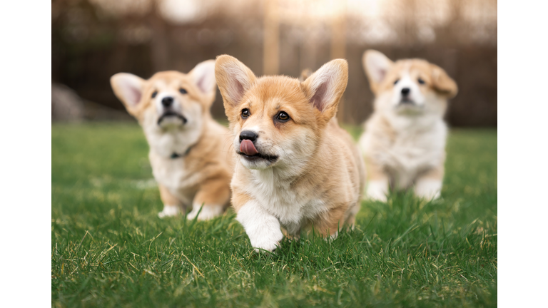 Portrait of three puppies