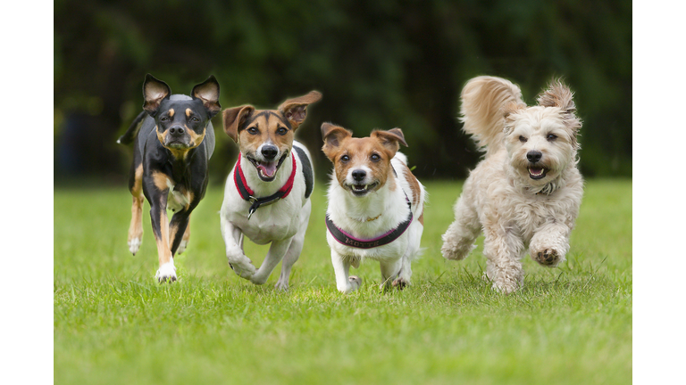 4 Little dogs running in a row.
