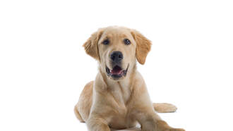 MASSIVE MANHUNT WITH DRONES TO SAVE DOG WITH BOWL STUCK ON ITS HEAD