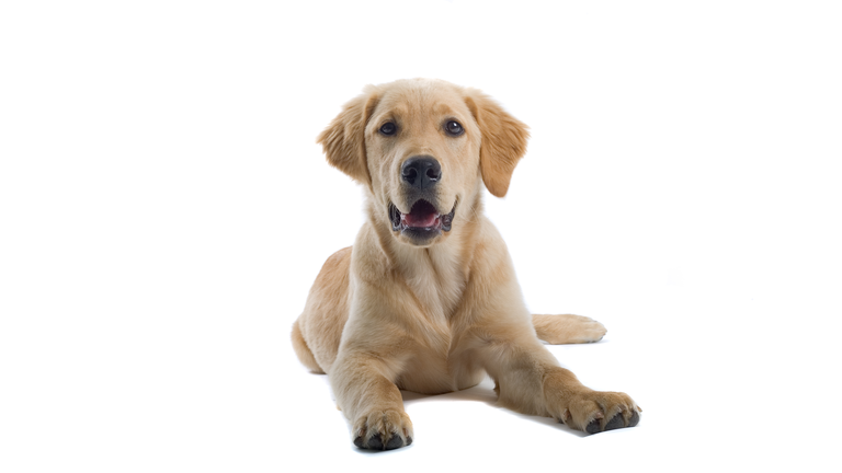 golden retriever labrador puppy