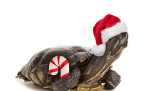 The Situation on Friday 12-19-25