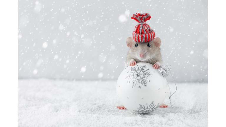 Cute beige mouse wearing a striped red hat, crouched on a white glass Christmas decoration.