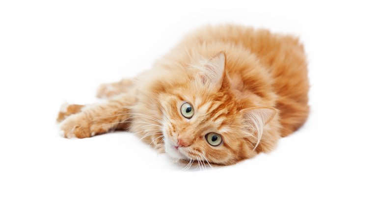 fluffy red  cat  isolated on white background