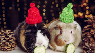 Winter Yarn Hat Craft