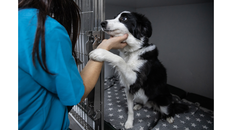 Crop groomer with dog in clinic