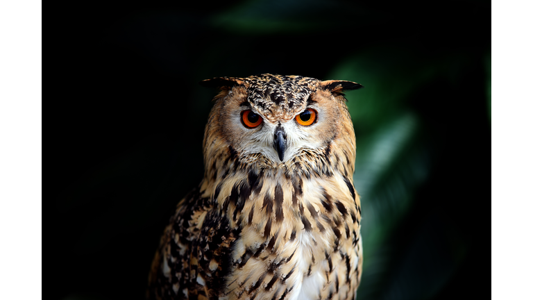 Eurasian Eagle Owl