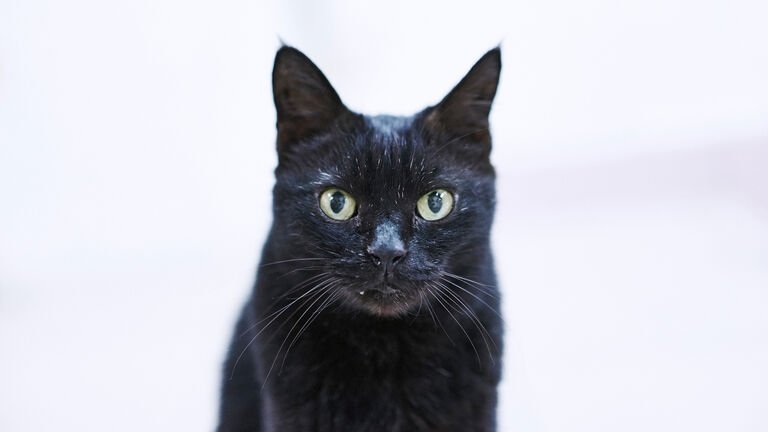 Portrait Of Black Cat Against White Background