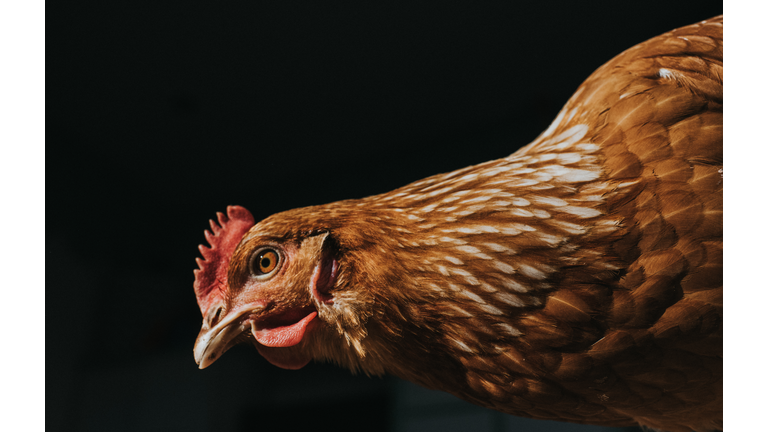 Low Angle View of a Chicken against black background