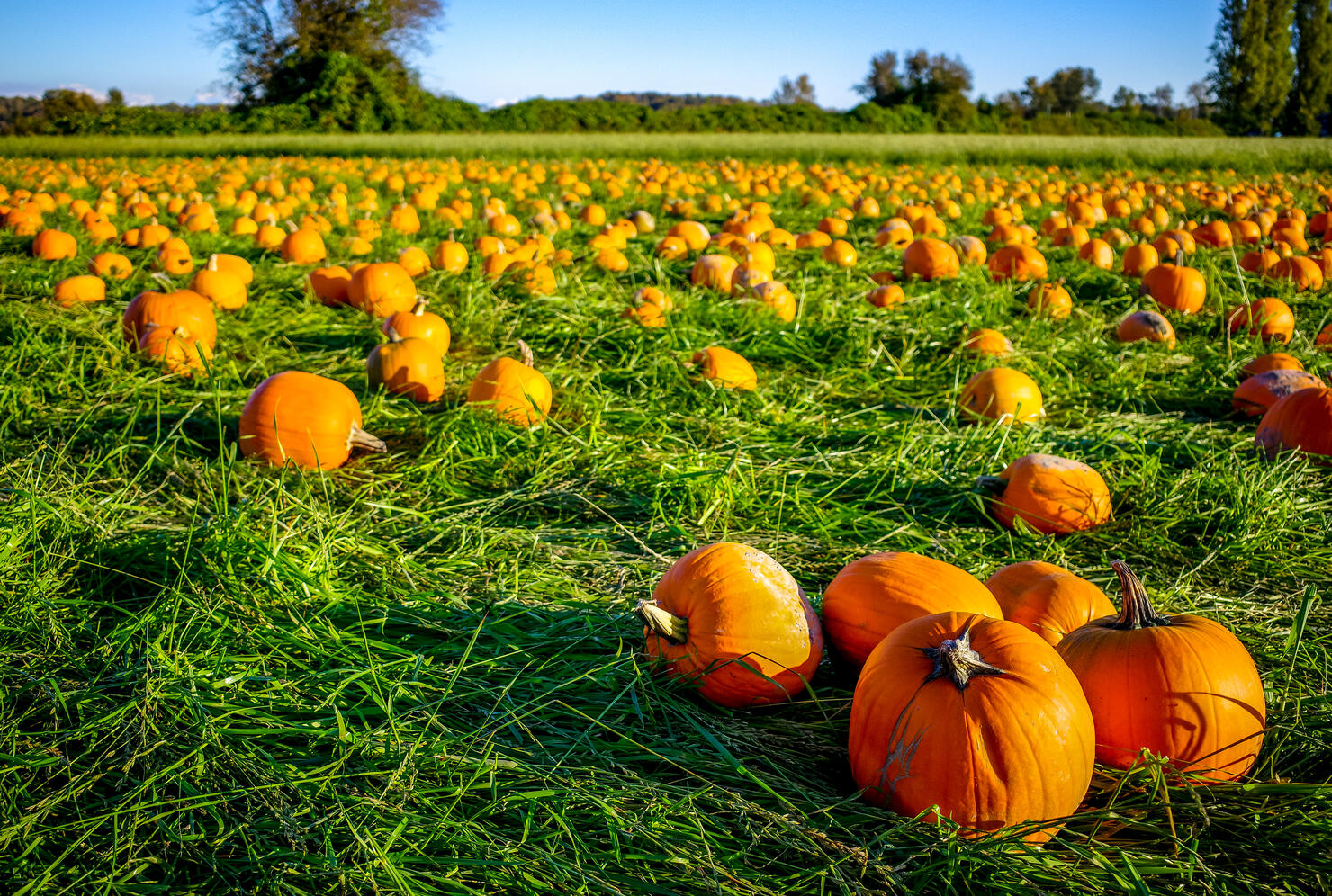 Glow in the Dark Pumpkins