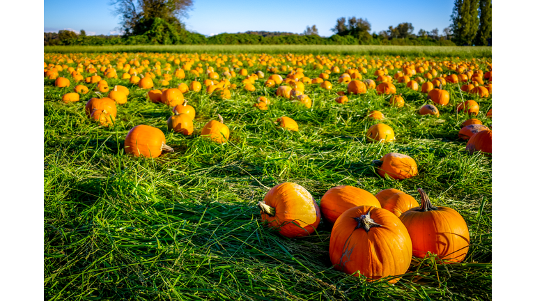 Orange Pumpkin Patch Field in Richmond BC Canada.