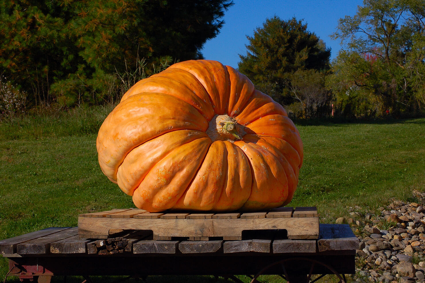 Meet The World's Biggest Pumpkin iHeart