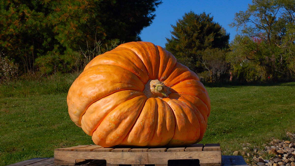 Meet The World's Biggest Pumpkin KOST 103.5 Ellen K Morning Show
