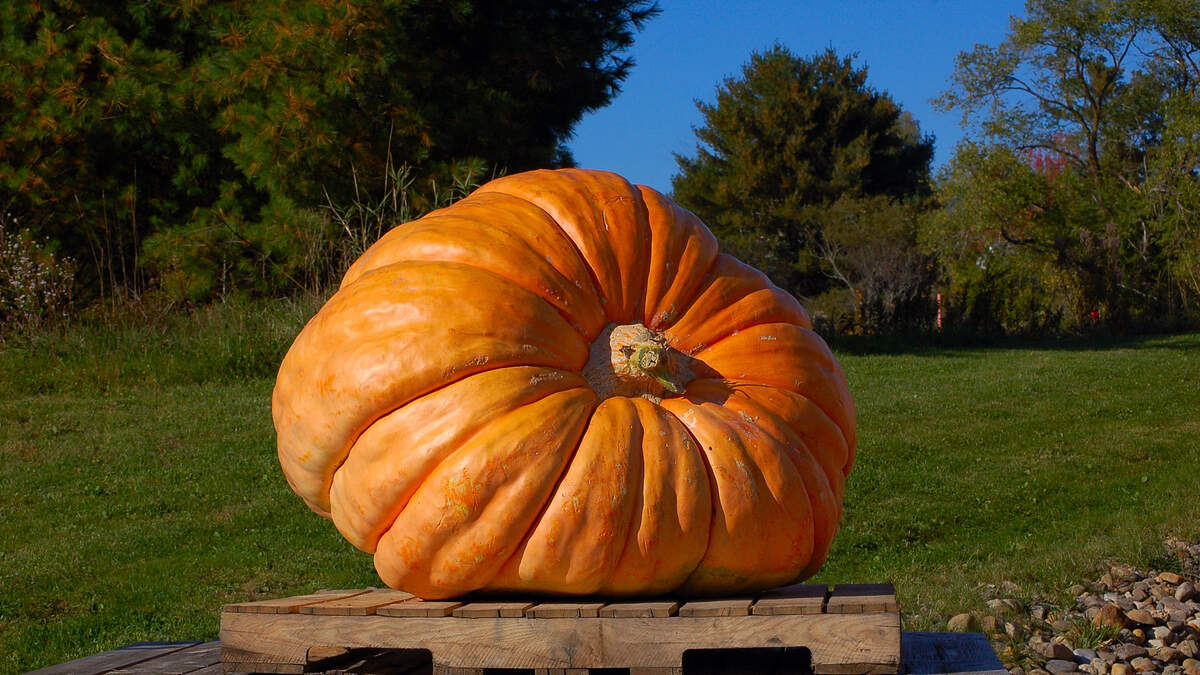 Meet The World's Biggest Pumpkin | KOST 103.5 | Ellen K Morning Show