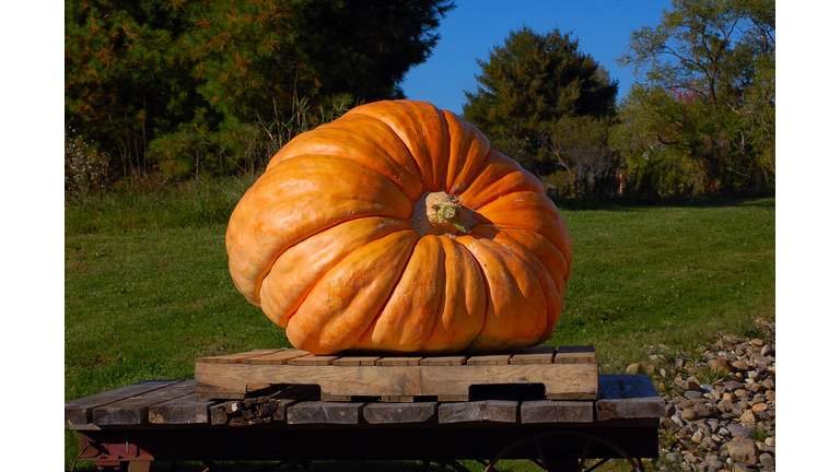 GIANT PUMPKIN