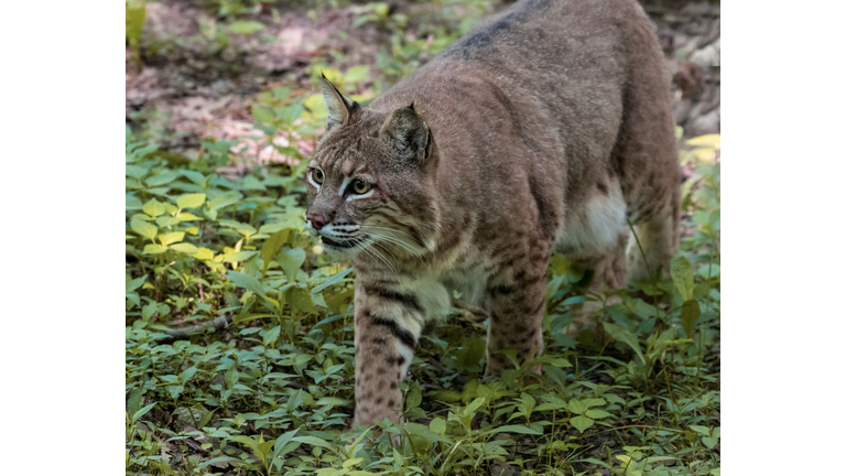 Bobcat Walking