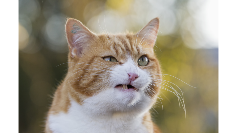 Germany, Bavaria, Close up of angry European Shorthair cat