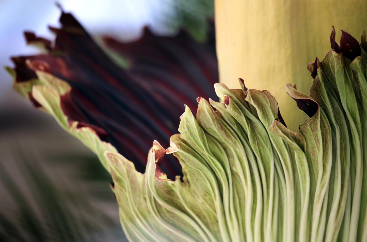 Corpse Flower Bloom