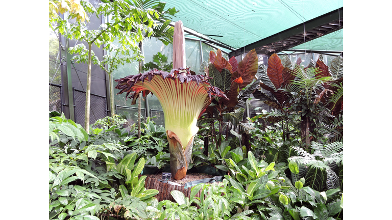 Titan Arum