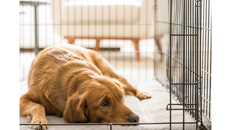 Female Golden Retriever Lies in Her Dog Crate, Looks Out of Frame