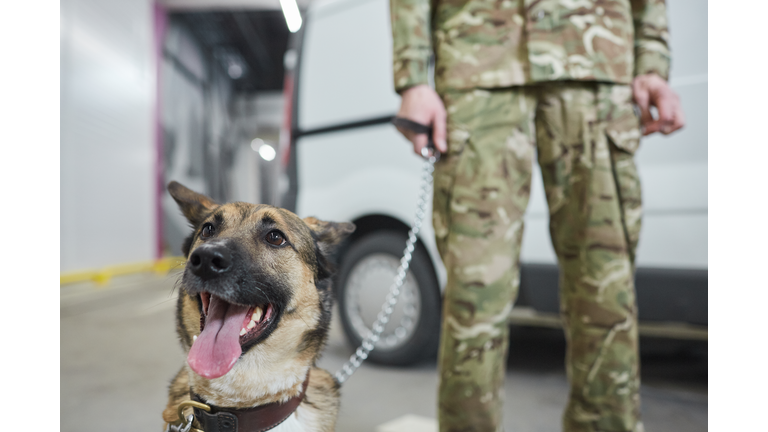 Military dog with owner