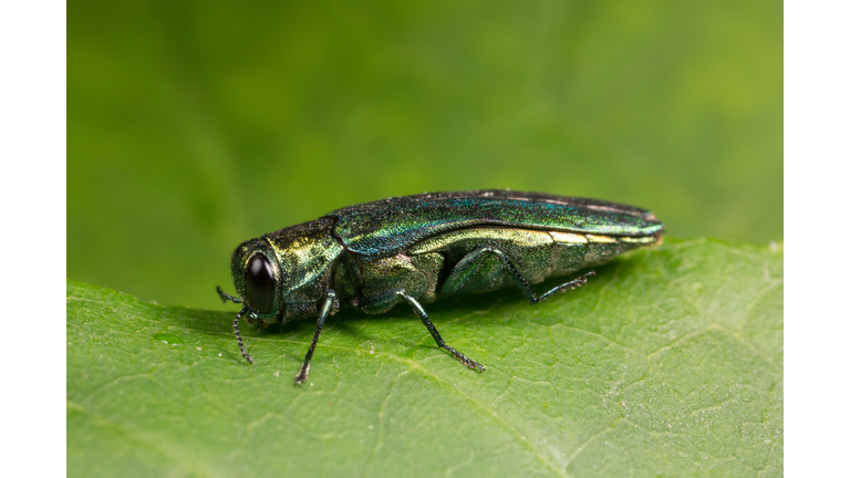 Detailed view of an Emerald Ash Borer