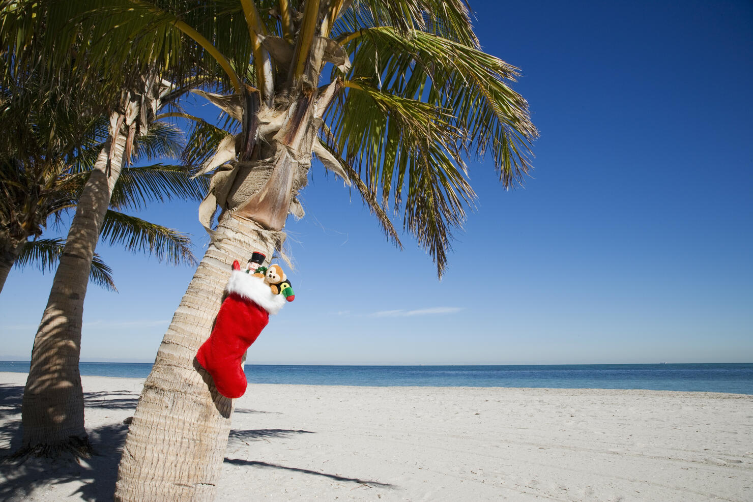 Christmas stocking with gifts hanging from palm tree