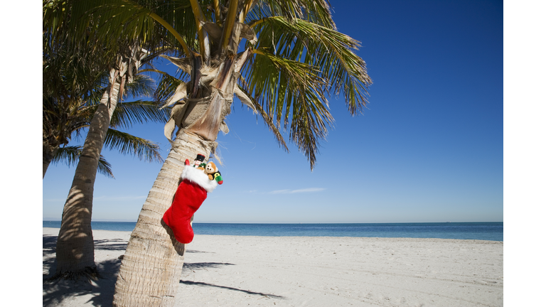 Christmas stocking with gifts hanging from palm tree