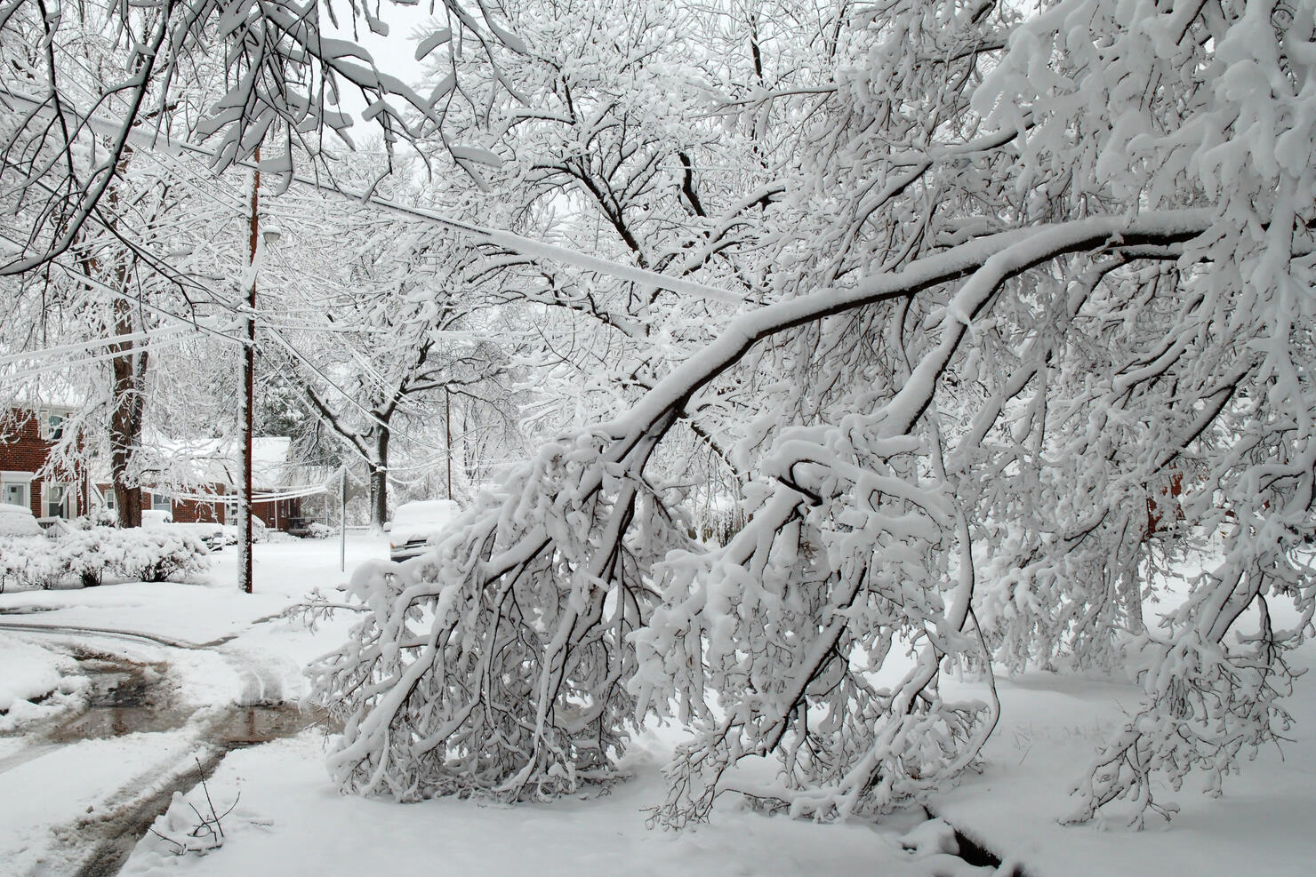 Snow damage