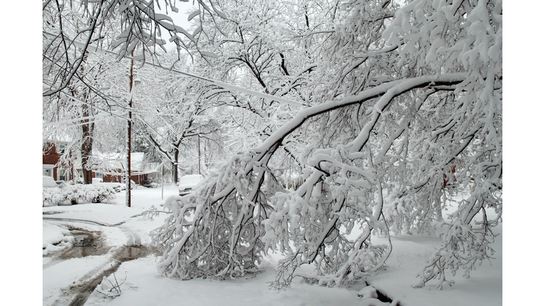 Snow damage