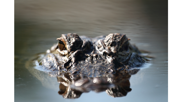 Alligator eyes