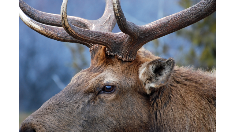 Bull Elk Close-Up